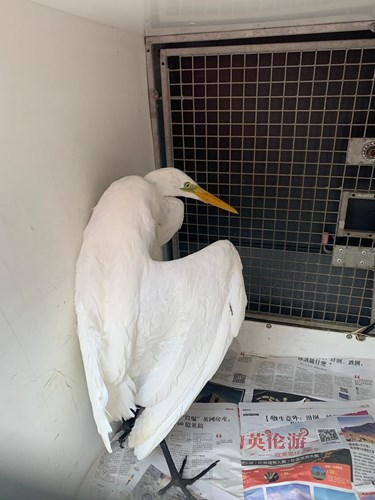 The egret is being cared for at a sanctuary